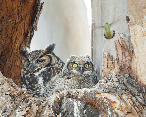 Great Horned Owls, mother with nestling and hummingbird