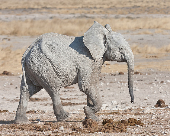 African Elephant, young