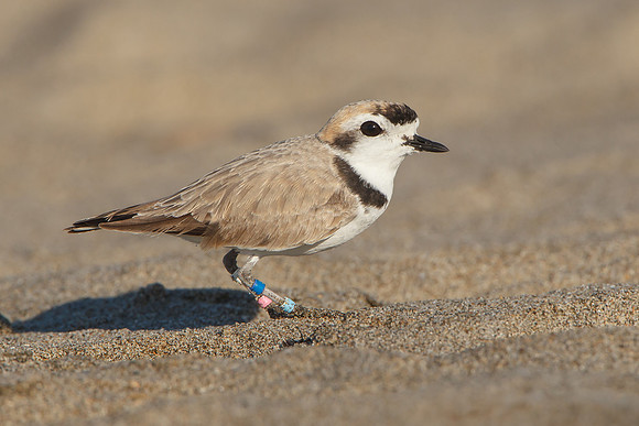 Snowy Plover, breeding plumage