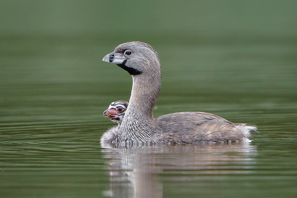 Pied-billed Grebes, parent with chick