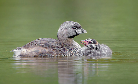 Pied-billed Grebes, parent with chick