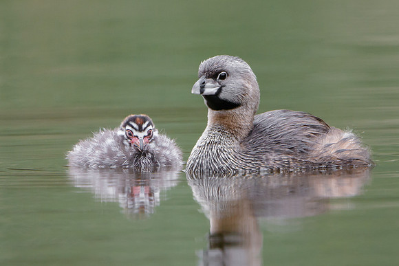 Pied-billed Grebes, parent with chick