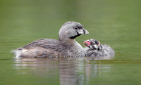 Pied-billed Grebes, parent with chick