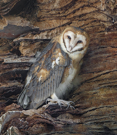 Barn Owl, nestling