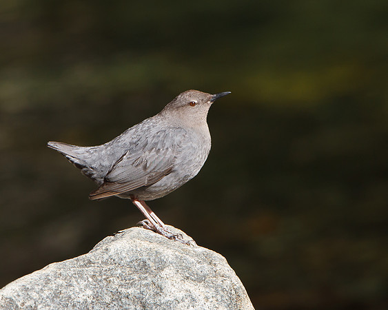American Dipper