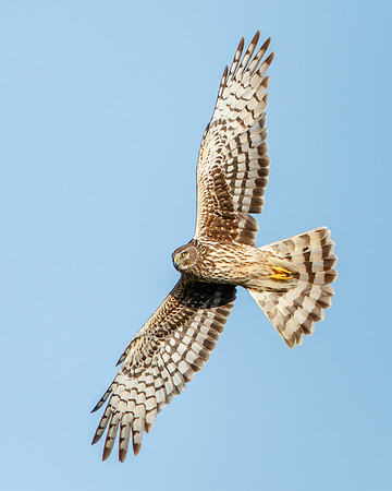 Northern Harrier in flight