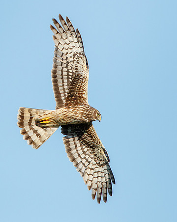Northern Harrier, female