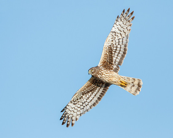 Northern Harrier, female