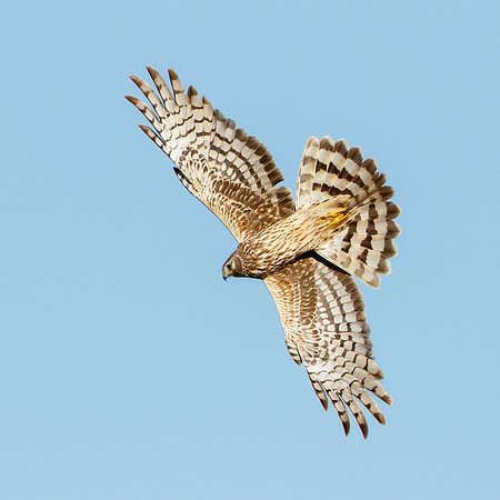 Northern Harrier, female