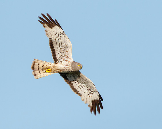 Northern Harrier, male