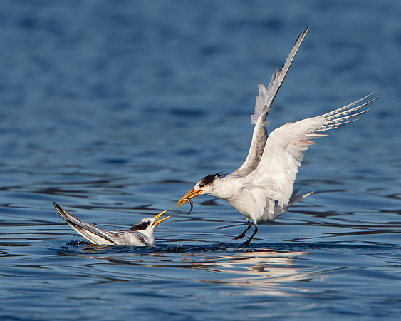 Elegant Tern, parent feeding young