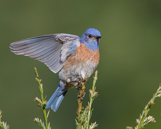 Western Bluiebird