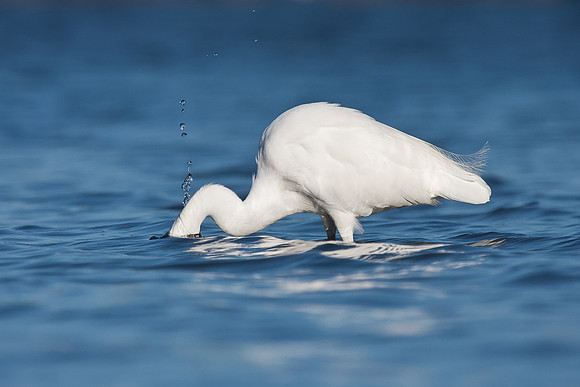Snowy Egret