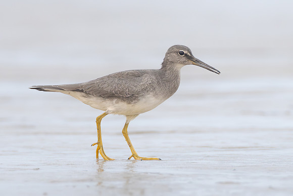 Wandering Tattler