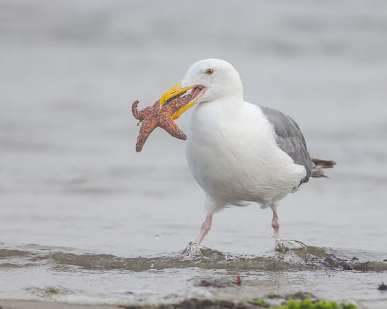 Western Gull