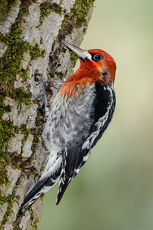 Red-breasted Sapsucker