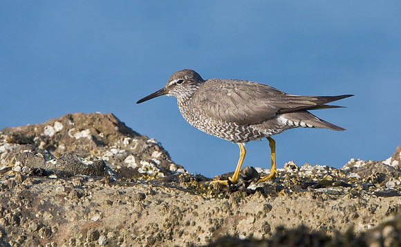 Wandering Tattler