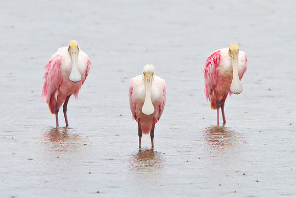 Roseate Spoonbills, caught in the rain