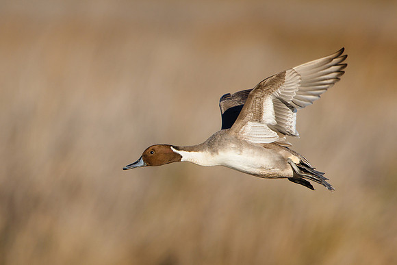 Northern Pintail