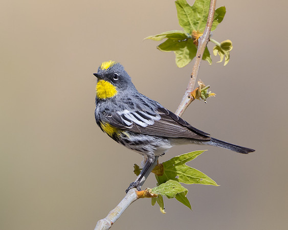 Yellow-rumped Warbler