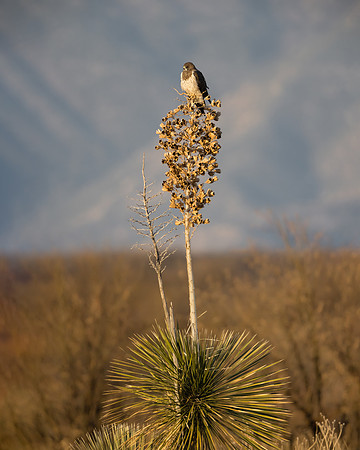 Swainson's Hawk
