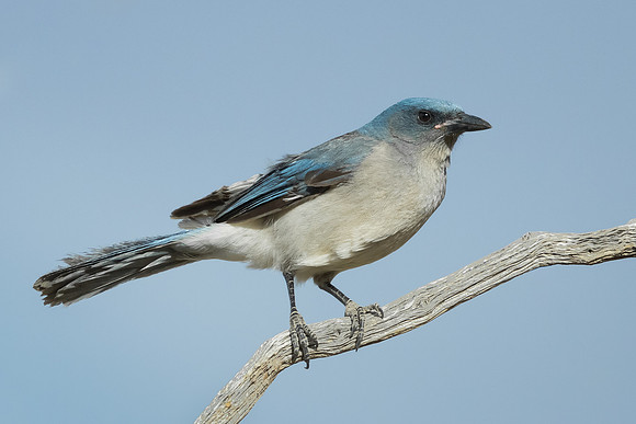 Mexican Jay