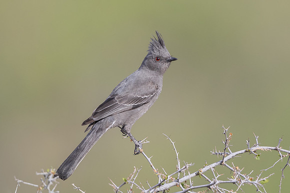 Phainopepla, female