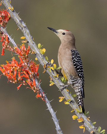 Gila Woodpecker