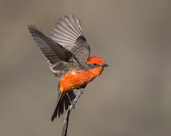 Vermilion Flycatcher