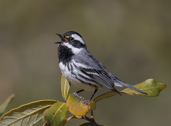 Black-throated Gray Warbler