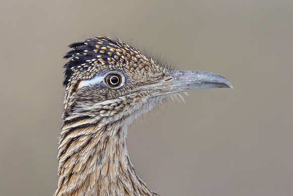 Greater Roadrunner