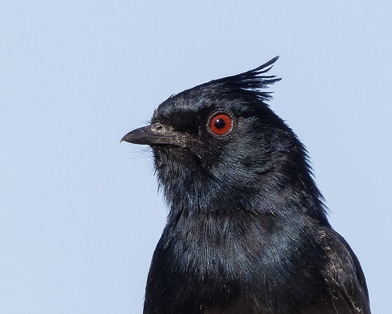 Phainopepla, male