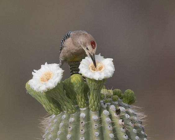 Gila Woodpecker, feeding on saguaro flowers