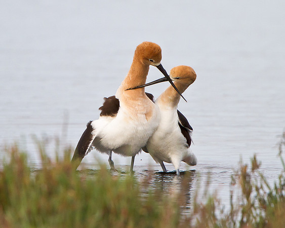 American Avocets, post-coital dance