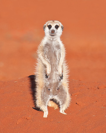Meercat (Suricate)