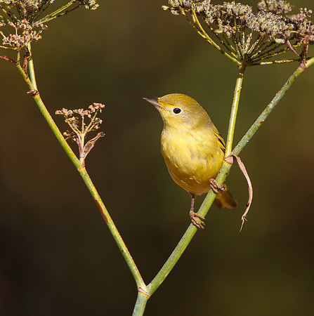 Yellow Warbler