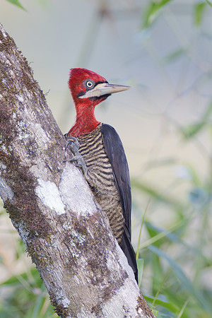 Robust Woodpecker