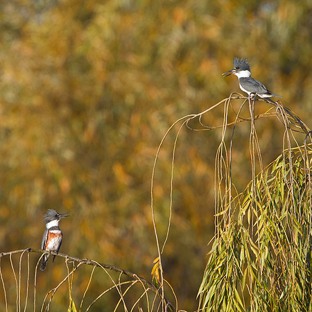 Belted Kingfisher, male & female