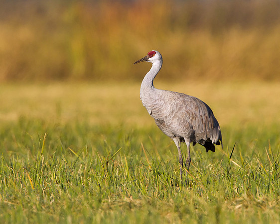 Sandhill Crane
