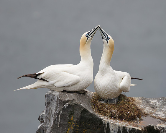 Northern Gannets, at nest