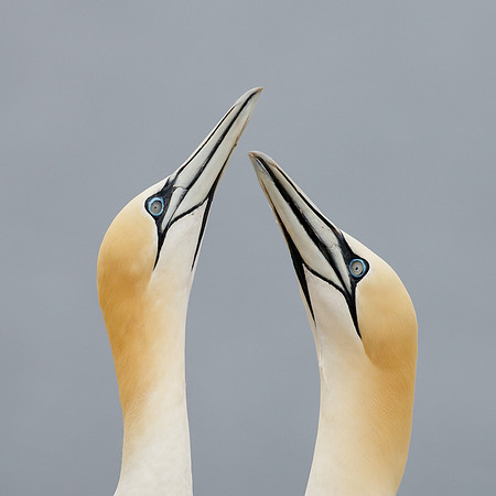 Northern Gannets, courtship