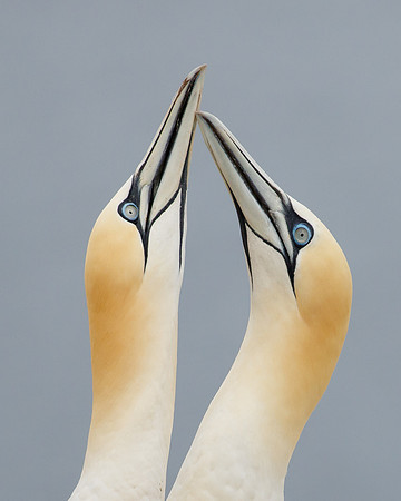 Northern Gannets, courtship