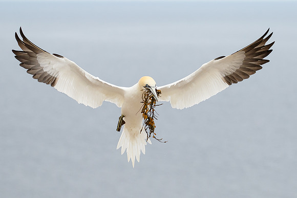 Northern Gannet, with nest material