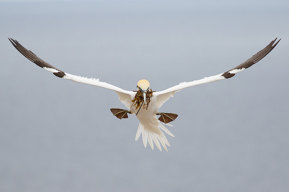 Northern Gannet, with nest material