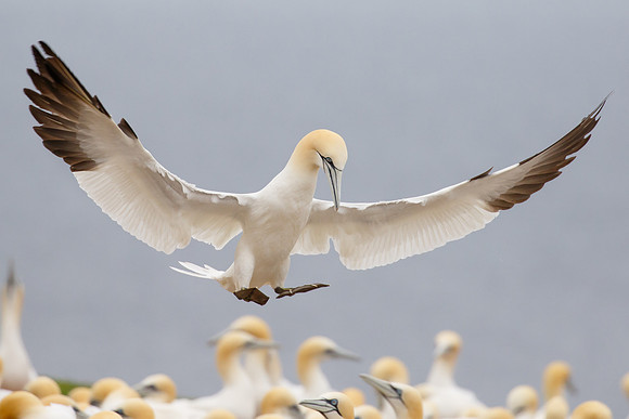 Northern Gannet