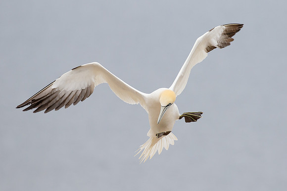 Northern Gannet