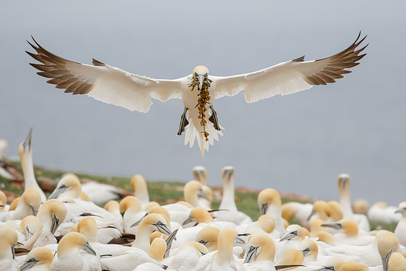 Northern Gannet, with nest material