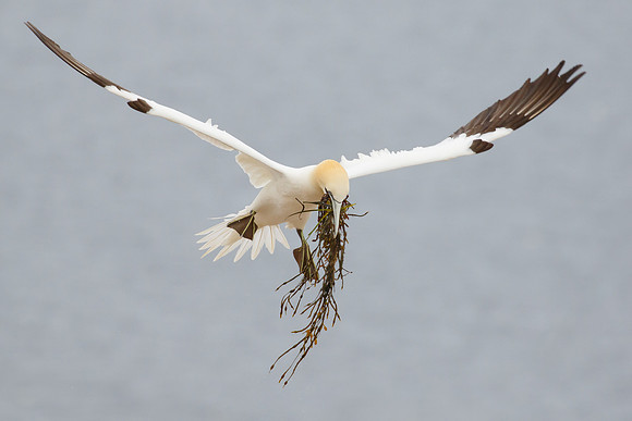 Northern Gannet, with nest material