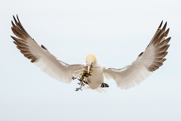 Northern Gannet, with nest material
