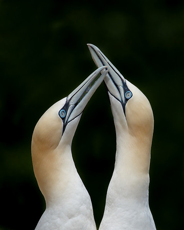 Northern Gannets, courtship